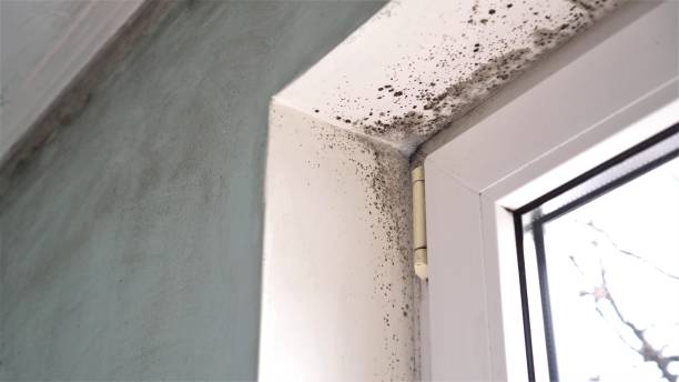 Trusted Marion, IL Mold Removal Experts