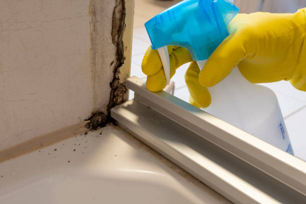 Attic Mold Removal in Marion, IL