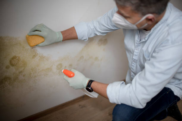 Best Water Damage Restoration  in Marion, IL