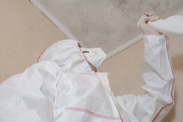 Best Toxic Mold Removal  in Marion, IL