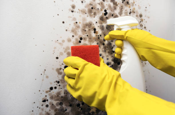 Best Emergency Mold Removal  in Marion, IL