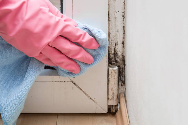 Best Black Mold Removal  in Marion, IL